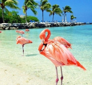 Остров Фламинго, както го наричат ​​много туристи, се намира край