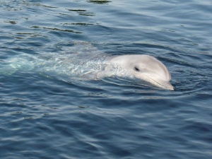 Вече има регистрирани над 35 трупа на делфини, които са
