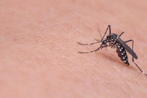 Ако комар ухапе престъпник на местопрестъплението може някой ден самоличността