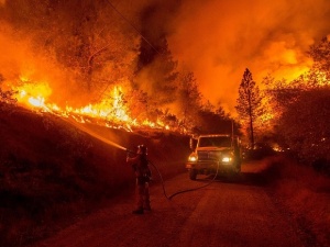 600 декара борова гора са изгорели при пожара край Стара