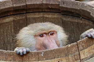 Маймуна спря тока на десетки хиляди абонати в Замбия Според