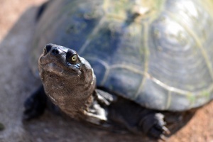 Отглеждането на застрашените видове шипоопашати и шипобедрени костенурки в домашни
