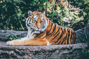 По традиция всяка година на 29 юли се отбелязва Международния ден на тигъра