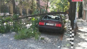 Дърво се стовари върху паркиран лек автомобил в София. Инцидентът