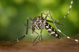 Някои хора по често стават жертва на комарите от други благодарение