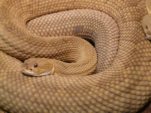Край Бургас беше открита змия, дълга два метра и три