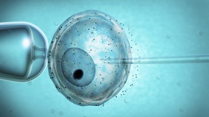 Наредбата според която ембрионите подготвени за инвитро процедура трябва да