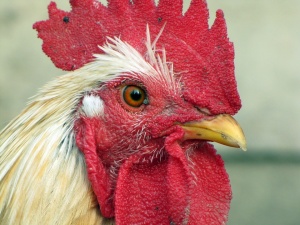 Оман вдигна забраната за внос на пилешко и пилешки продукти