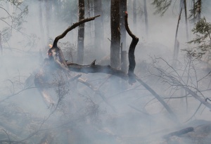 Човешка небрежност предизвика пожар в землището на Девня Горските стражари