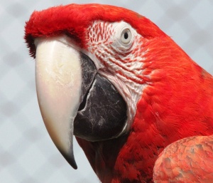 Говорещ папагал успя да направи поръчка в сайт за онлайн