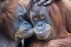 Учени откриха трети вид орангутани който живее на индонезийския о в