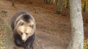 Нови седем нападения от мечки над селскостопанско имущество и домашни
