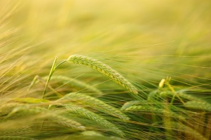Националната асоциация на зърнопроизводителите е предложила на премиера Бойко Борисов