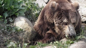 Тригодишна мечка е била застреляна край казанлъшкото село Енина предаде БГНЕС