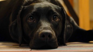 Вълнуваща история за пет спасени кученца от смърт разтърси социалните