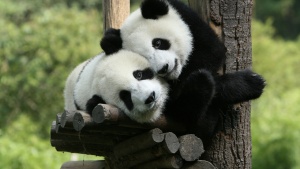 Китай ще обособи огромен резерват за големите панди който ще