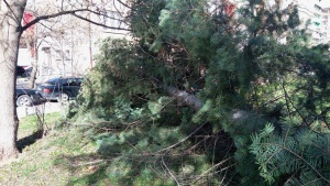Дърво падна в столичния парк Заимов в събота следобед  съобщиха читатели на Dariknews bg  Не