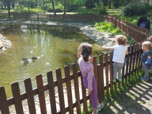 Излюпиха се 6 зеленоглави патета в Патешкото езеро на Борисовата
