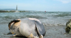 Два мъртви делфина за 24 часа изхвърли морето край Солниците