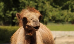Нов екзотичен обитател има в столичния зоопарк Двугърбата камила Леми