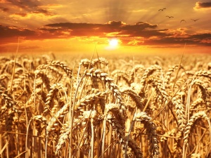 65 декара пшеница са унищожени при пожар вчера в землището