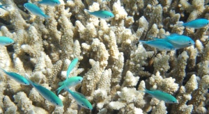 Големият бариерен риф е застрашен от масово избелване на коралите