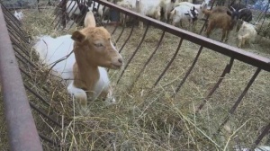 Мирен протест срещу умъртвяването на овце и кози заради чума