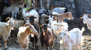 Насилствените мерки срещу болестта чума по животните в Странджанско трябва