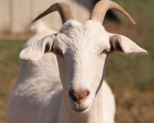 Овцевъди и козевъди настояват за коренна промяна в държавната аграрна