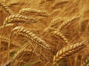 Валежите забавят жътвата на пшеницата в Търговищко До момента стопаните от региона