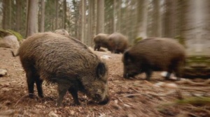 Над 3 000 прасета са били умъртвени в югоизточния румънски