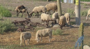 Трупове на овце са били открити край водоем до русенското