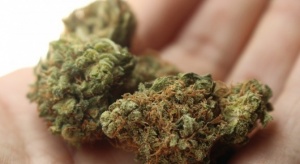 Органите на реда откриха над половин тон марихуана. Това съобщиха