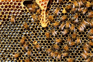 Огнеборци вчера са спасили 100 пчелни кошери от пожар в