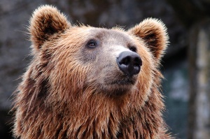 Софийският зоопарк има нов обитател – мъжката бърнеста мечка Лийм