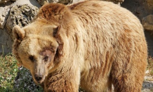 Поредно нападение на мечка в Смолянско  Този път жертвите са 54