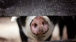 Първият случай на африканска чума по свинете е потвърден в Окръг