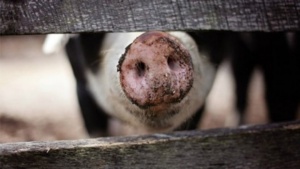 Пробите за африканска чума по свинете в село Бозвелийско са
