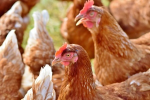 Първично огнище на птичи грип е констатирано от Българската агенция