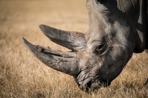 Столичният зоопарк отбелязва Международния ден на носорога с информационна кампания