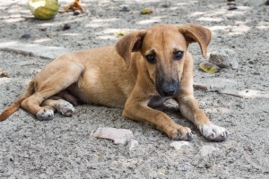 Неизвестен засега изверг е отровил четири кучета във видинското село Слана