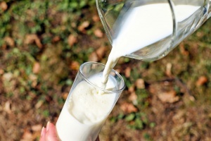 През следващите години около една четвърт от млякото за родните