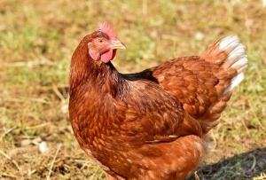 Огнище на птичи грип е установено в Старозагорска област. Заразата