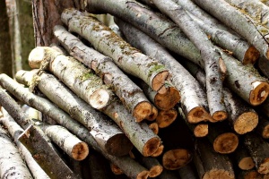 Петдесет и четири процента на населението в България използват за отопление дърва и
