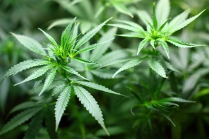 Канадската компания International Cannabis Corp ICC обяви в края на