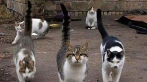 За масово отравяне на улични котки в Пловдив и разхвърляне