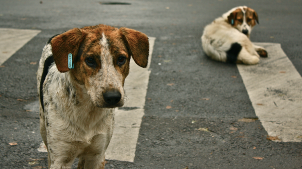 Кюстендилското село Соволяно пропищя от масово отравяне на домашни кучета