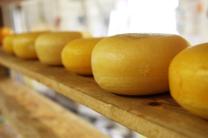 Изследователи от университета Харвард стигнаха до заключението че млякото сиренето