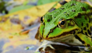 Миниатюрна жаба-джудже от Индия е единственият оцелял представител на древно