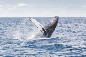 40 килограма пластмаса бяха открити в стомаха на мъртъв кит,